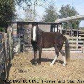 MISSING EQUINE Twister and Star Near Covington, KY, 32703